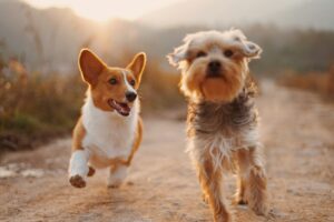 Two joyful dogs running together along a trail, ears flying in the warm evening light.